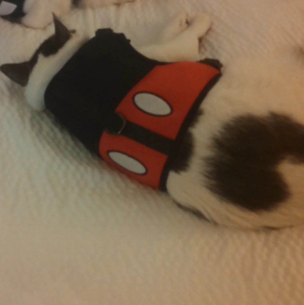 Mickey mouse cat harness